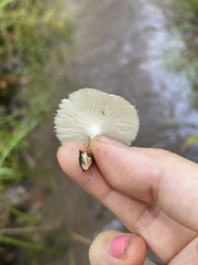 Lentinus flexipes
