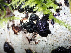 Jackrogersella multiformis