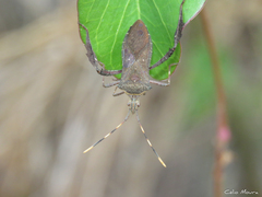 Leptoglossus gonagra