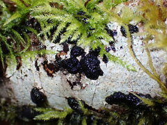 Jackrogersella multiformis