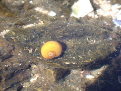 Littorina obtusata