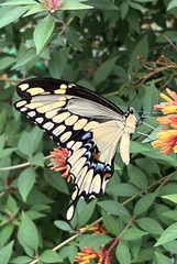 Heraclides cresphontes