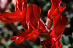 Astragalus coccineus