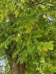 Fraxinus pennsylvanica