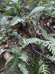 Polypodium virginianum