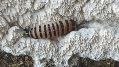 Cypherotylus californicus