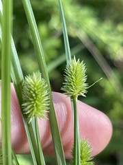 Cyperus retrorsus
