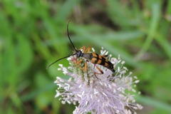 Strangalia attenuata