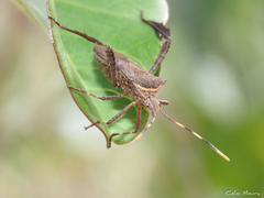 Leptoglossus gonagra