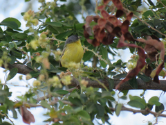 Todirostrum cinereum