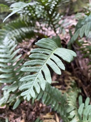 Polypodium virginianum