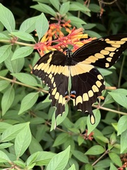 Heraclides cresphontes