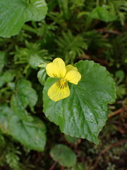 Viola glabella