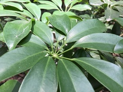 Heptapleurum arboricola