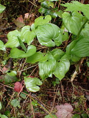 Maianthemum dilatatum
