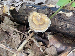Trametes betulina