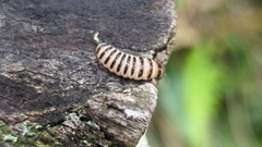 Cypherotylus californicus