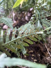 Polypodium virginianum