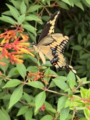 Heraclides cresphontes