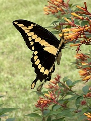 Heraclides cresphontes