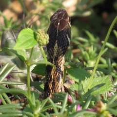 Thamnophis marcianus