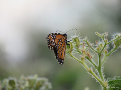 Danaus erippus