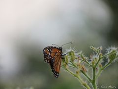 Danaus erippus