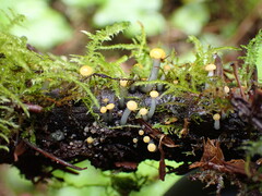 Vibrissea truncorum