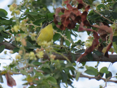 Todirostrum cinereum