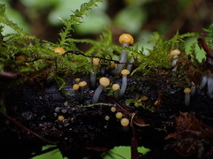 Vibrissea truncorum
