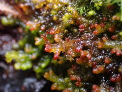 Ptilidium pulcherrimum