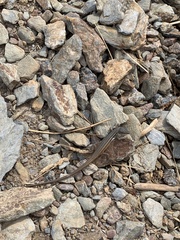 Psammodromus algirus