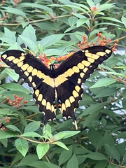 Heraclides cresphontes