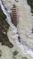 Cypherotylus californicus