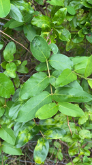 Lonicera japonica