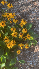 Rudbeckia fulgida