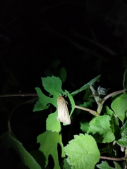 Sesamia nonagrioides