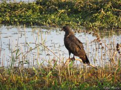 Rostrhamus sociabilis