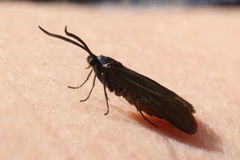 Theresimima ampellophaga