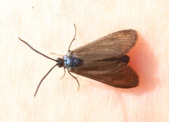 Theresimima ampellophaga