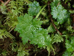 Boykinia occidentalis