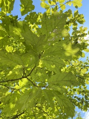 Quercus
