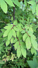 Vaccinium ovalifolium