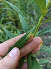 Coleosporium solidaginis