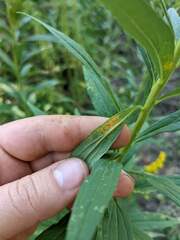 Coleosporium solidaginis