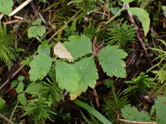 Tiarella trifoliata