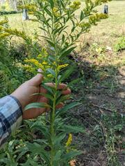 Coleosporium solidaginis