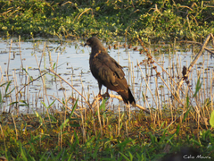 Rostrhamus sociabilis