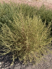 Bassia scoparia