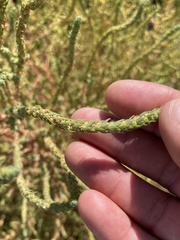 Bassia scoparia